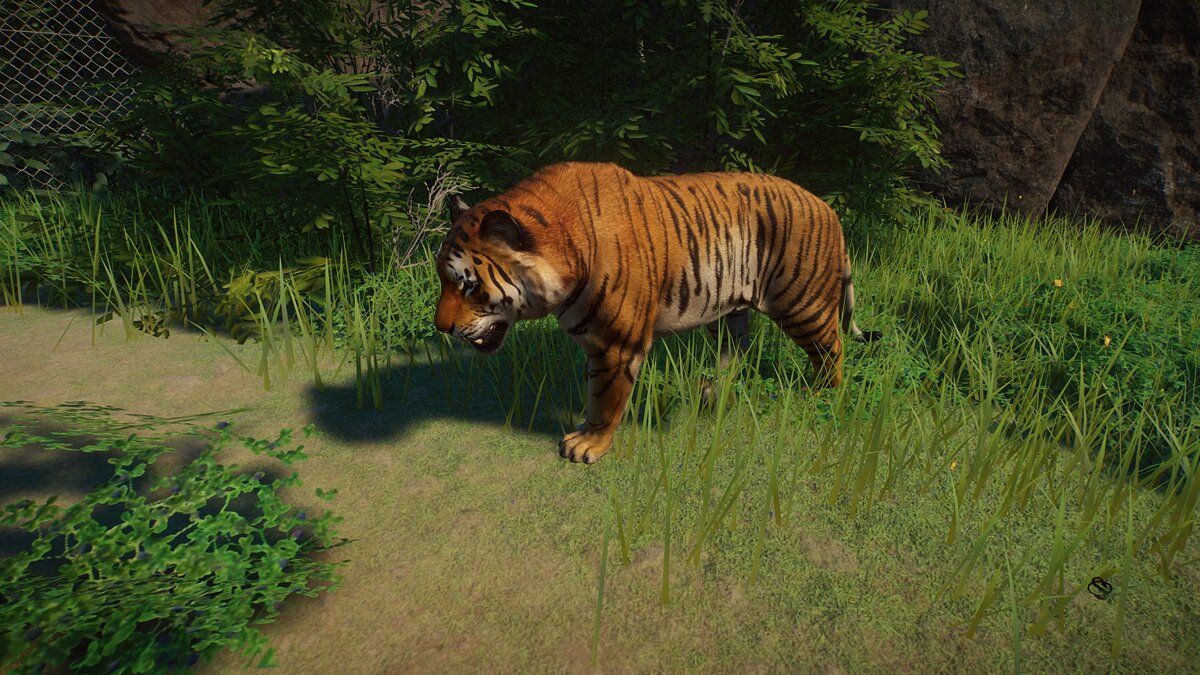 Planet Zoo — Бенгальский тигр  - ремастер
