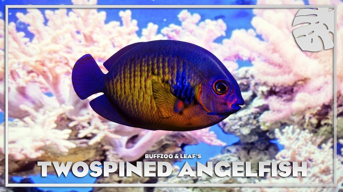 Planet Zoo — Двухиглая рыба-ангел - новые виды