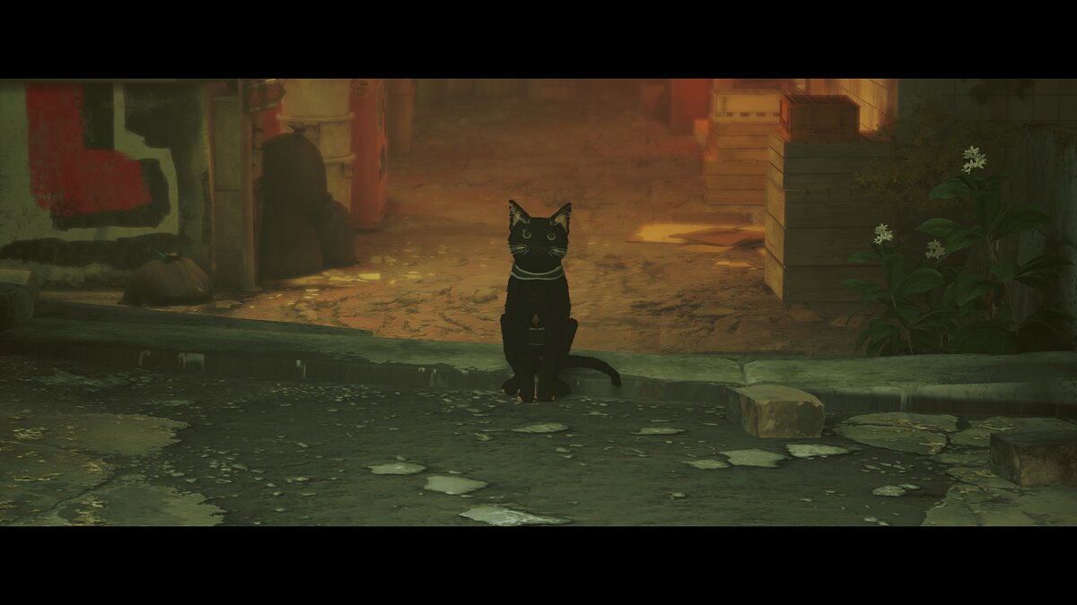 Stray — Черный кот с седой шерстью
