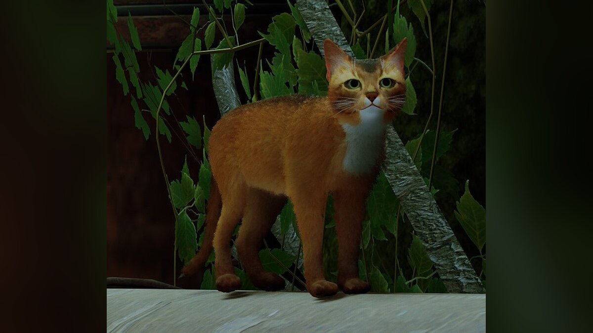 Stray — Абиссинский кот