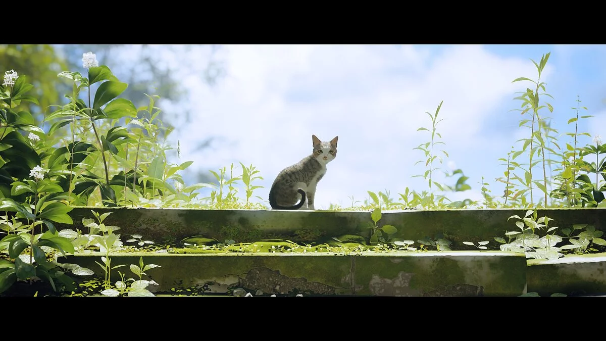 Stray — Миррус