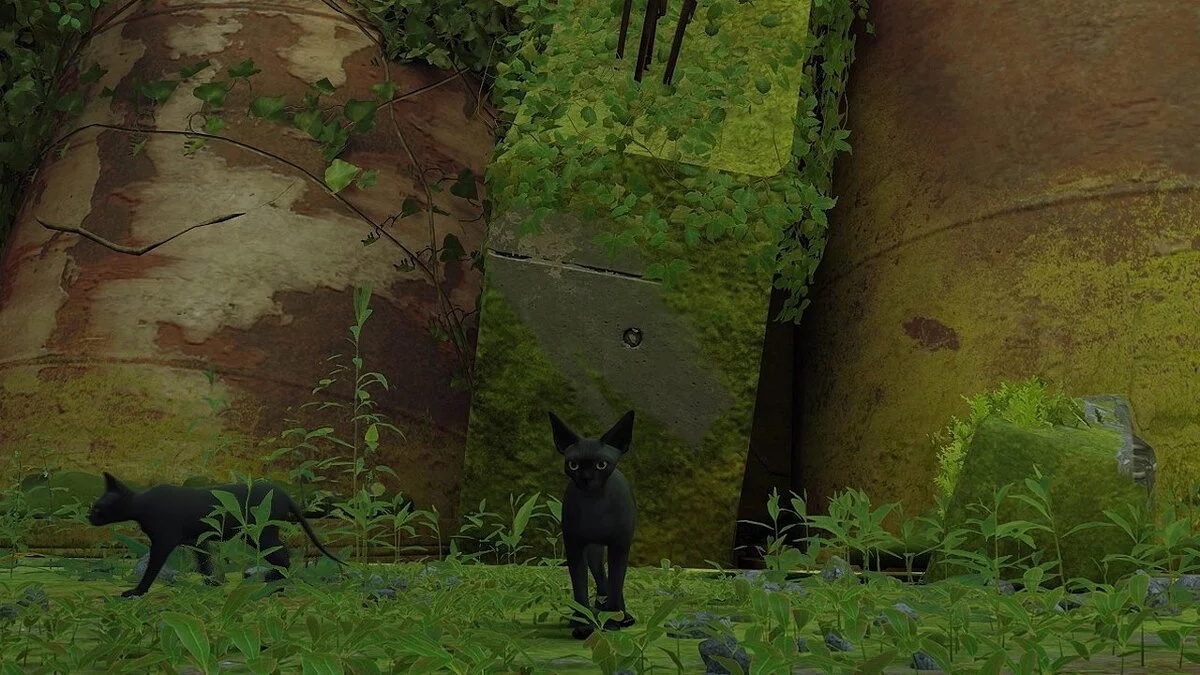 Stray — Нандор сфинкс