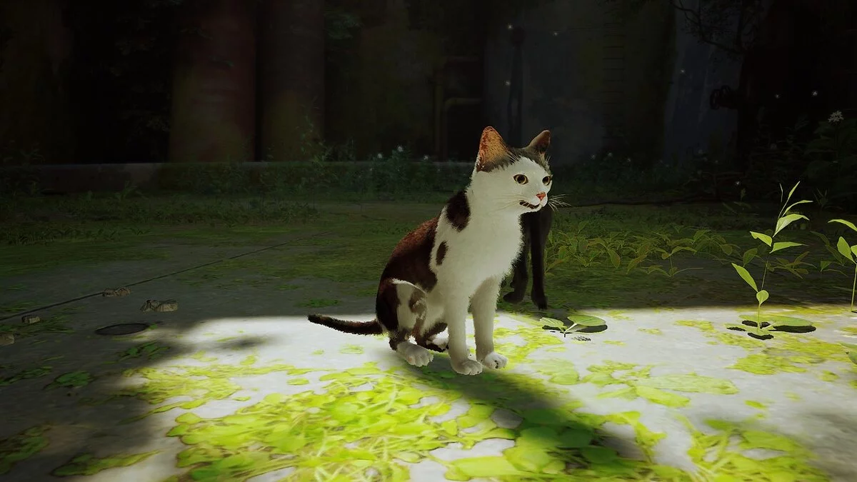 Stray — Поллукс — скин игрока