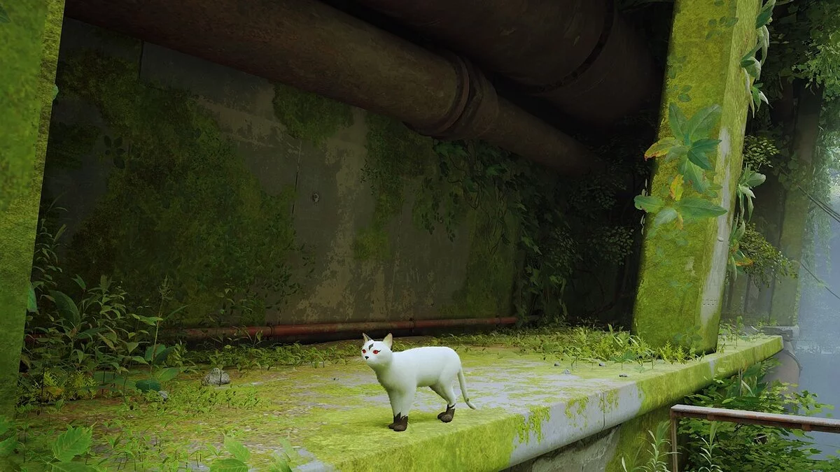 Stray — Кирара