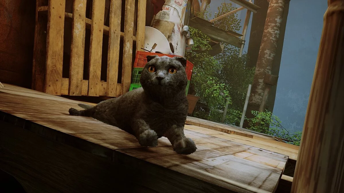 Stray — Шотландская вислоухая