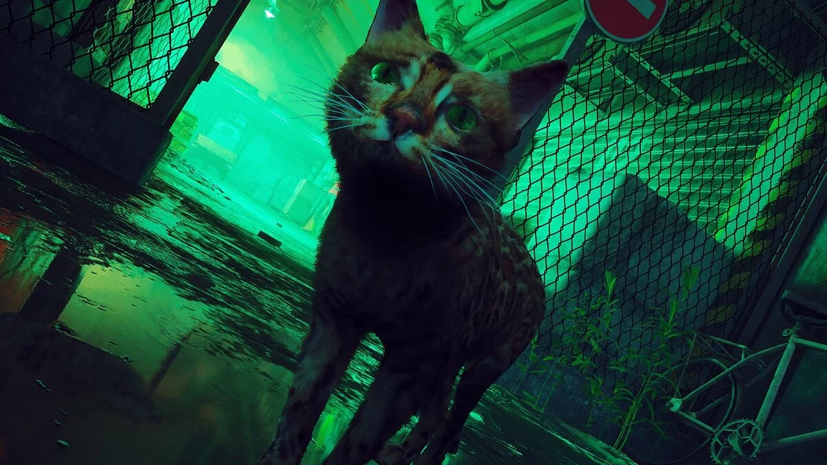 Stray — Бенгальская кошка