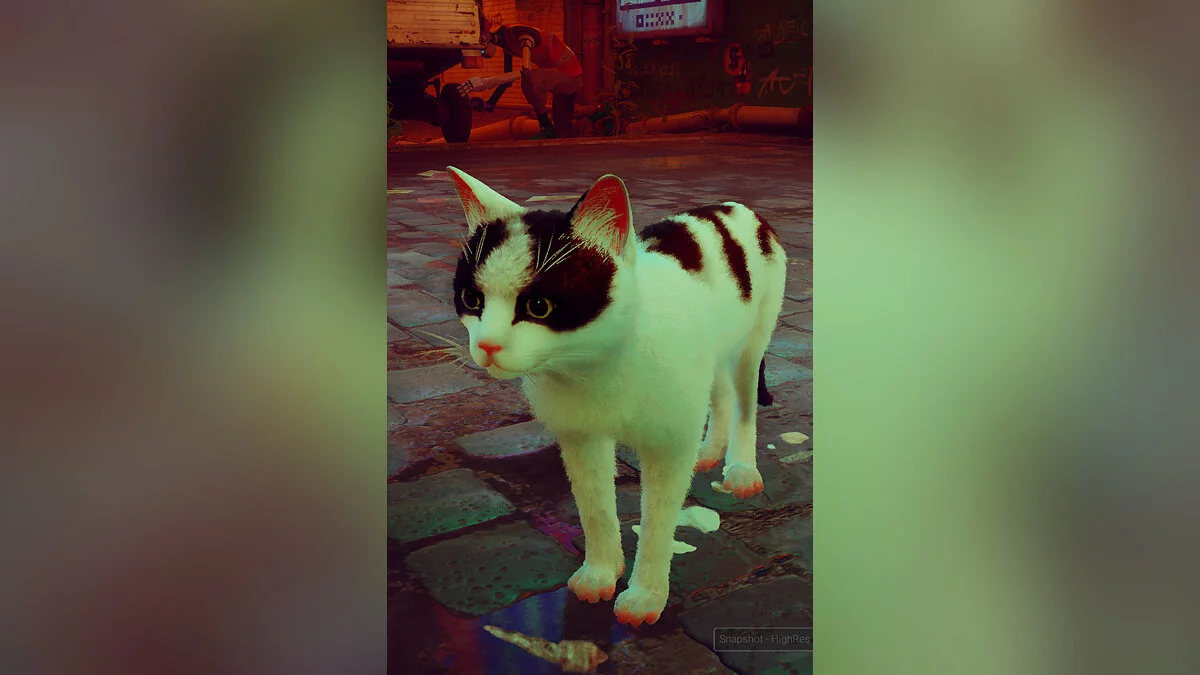 Stray — Молодой Райли