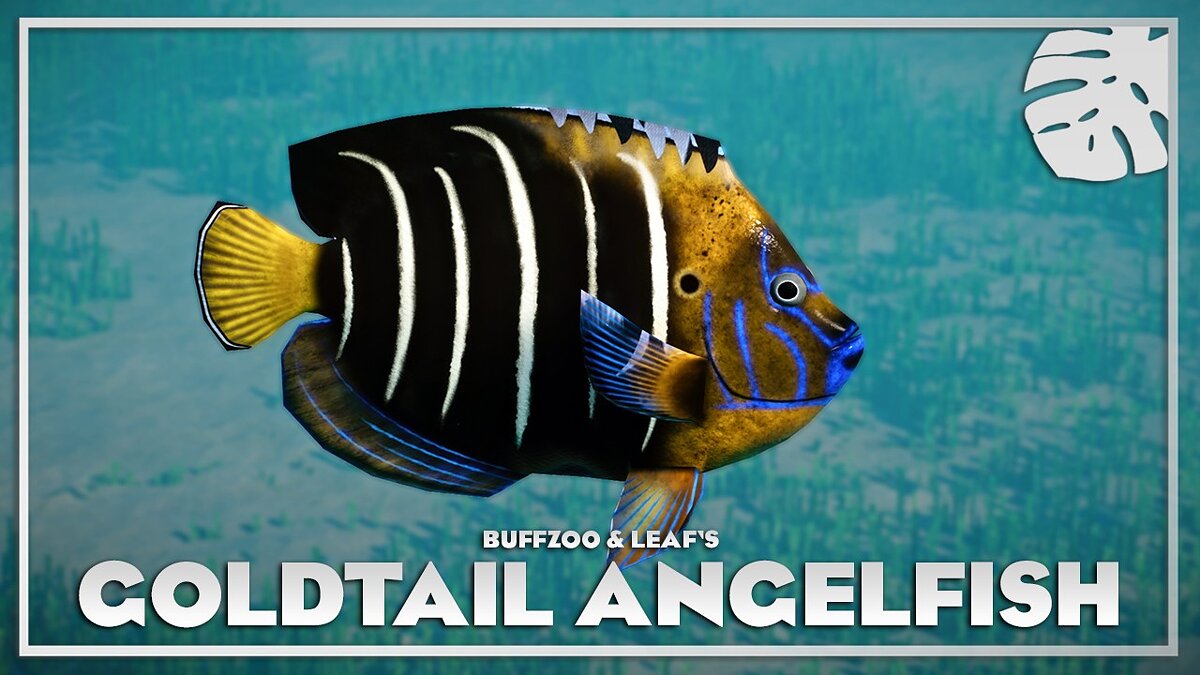 Planet Zoo — Золотохвостая рыба-ангел - новые виды