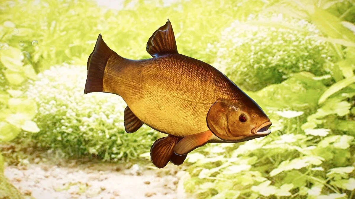 Planet Zoo — Линь - новые виды