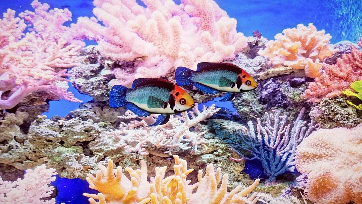 Planet Zoo — Красноглазый губан — новые виды