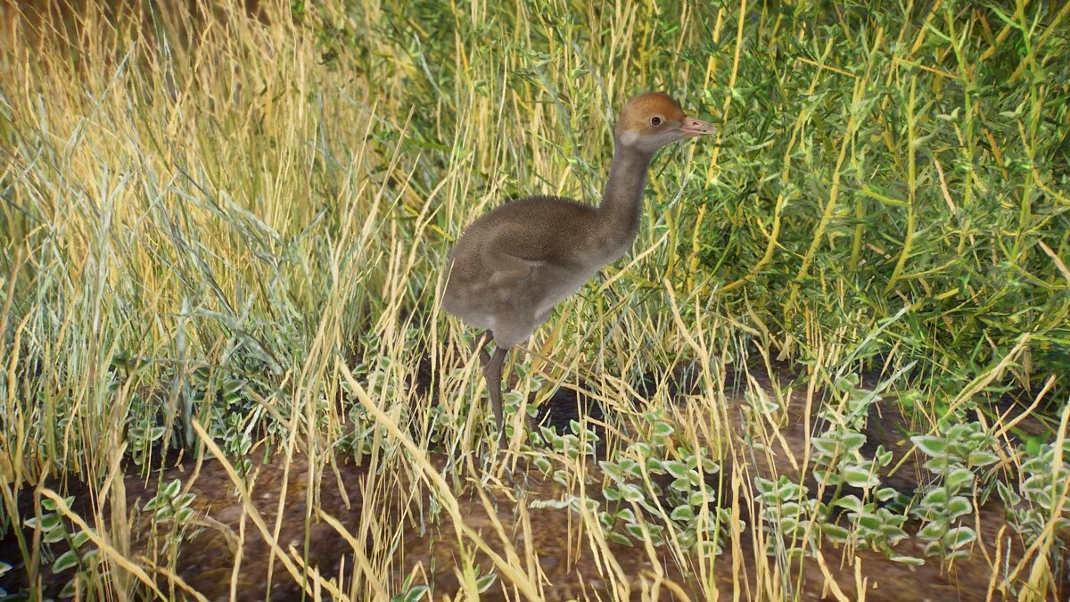 Planet Zoo — Журавль-красавка - новый вид