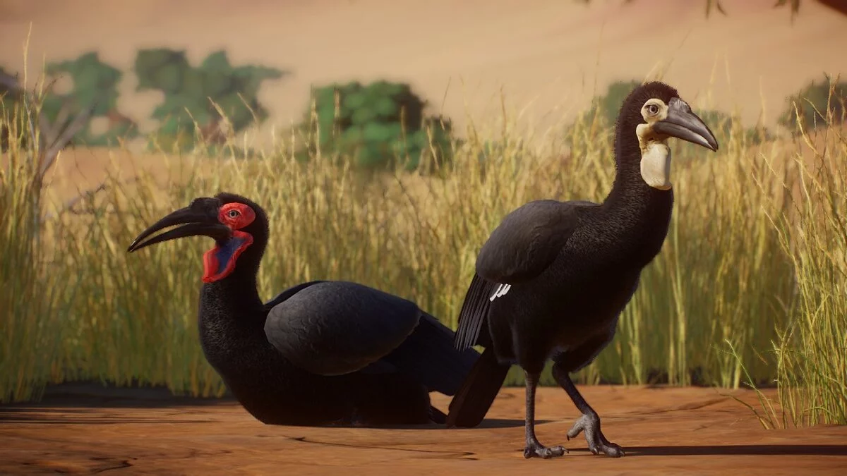 Planet Zoo — Южная наземная птица-носорог — новые виды