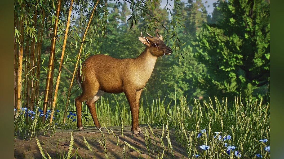 Planet Zoo — Мунтжак Ривза — новые виды