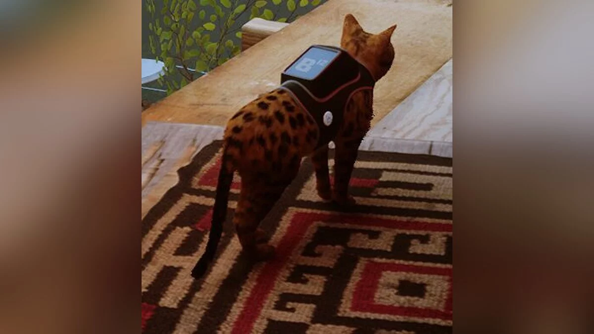 Stray — Жасмин — облик игрока