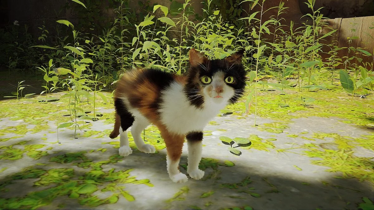 Stray — Фейри