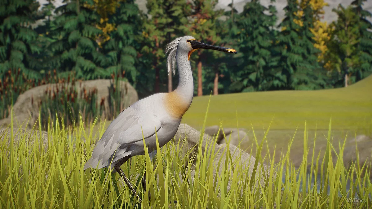 Planet Zoo — Евразийская колпица - новый вид