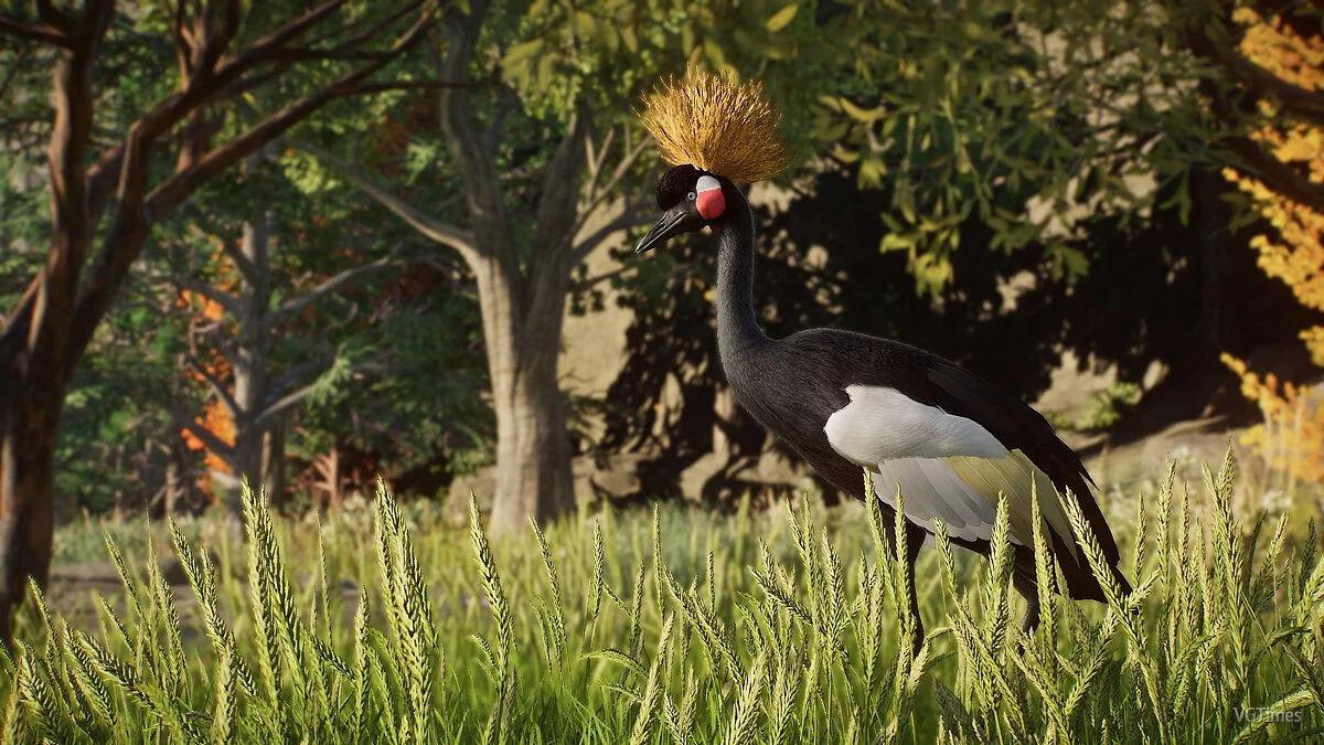 Planet Zoo — Черный венценосный журавль - новые виды