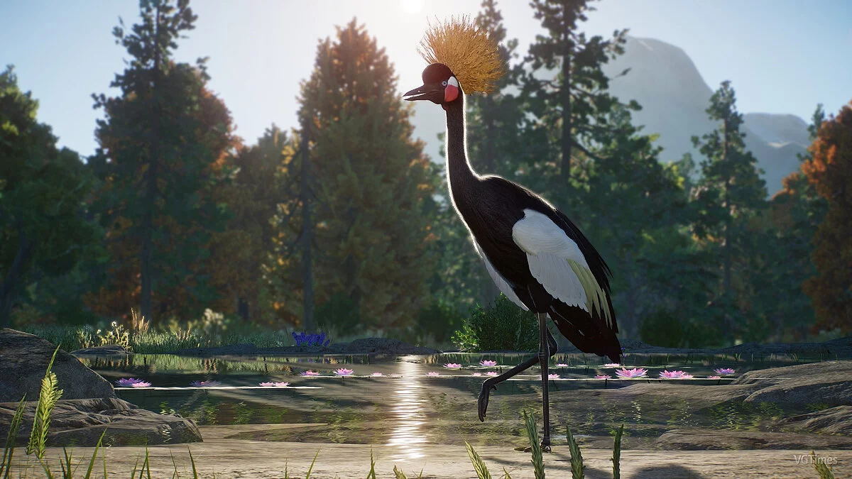 Planet Zoo — Черный венценосный журавль - новые виды