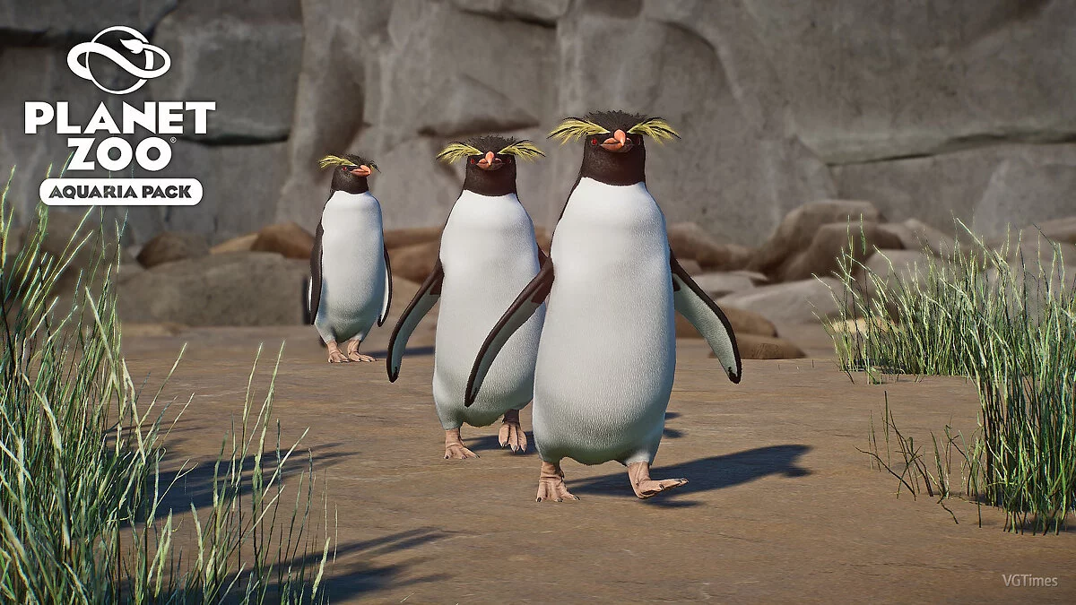 Planet Zoo — Южный пингвин рокхоппер