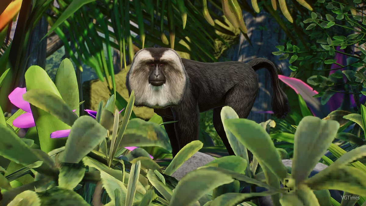 Planet Zoo — Львинохвостая макака — новые виды