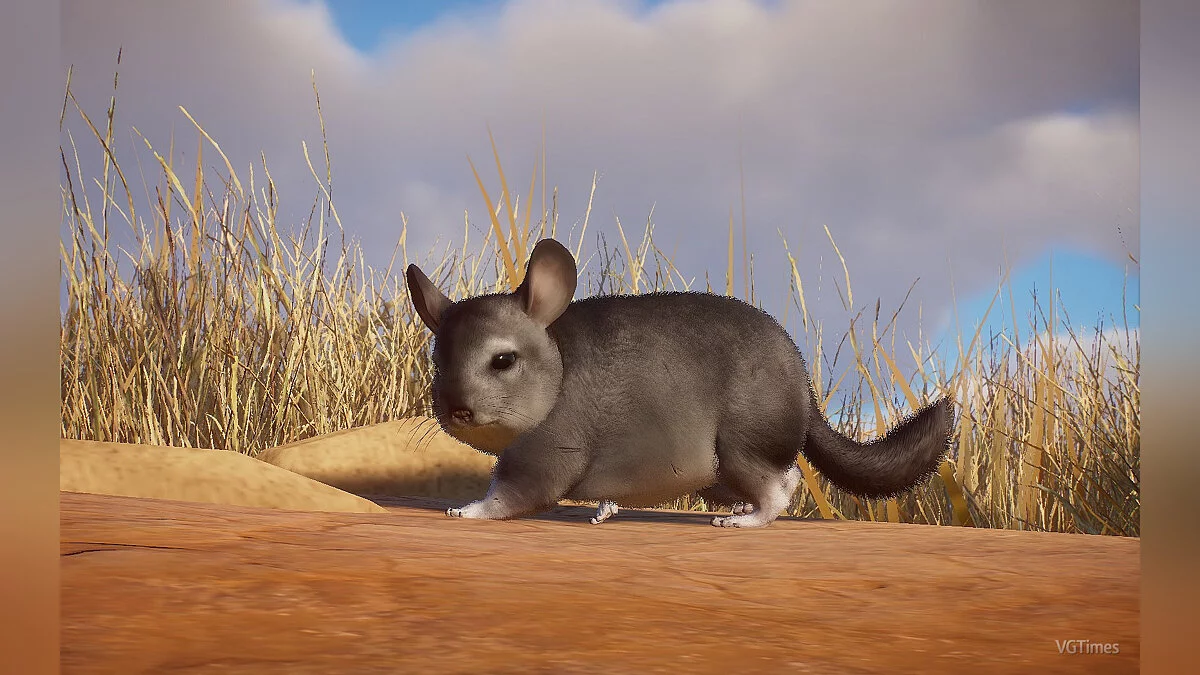 Planet Zoo — Длиннохвостая шиншилла - новый вид