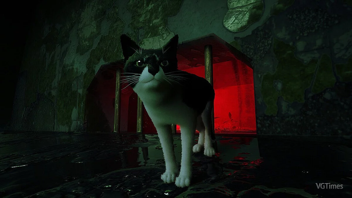 Stray — Билли