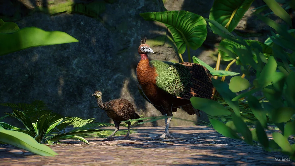 Planet Zoo — Новые виды - конголезский павлин