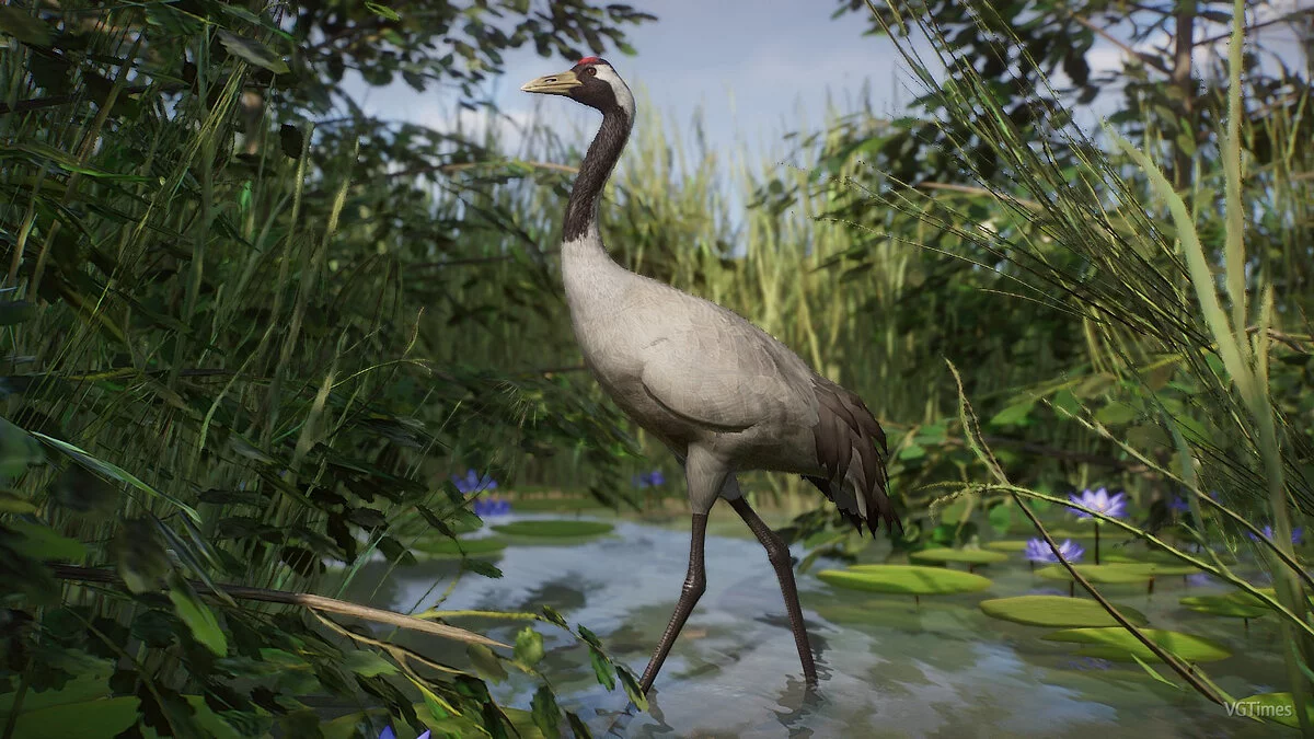 Planet Zoo — Обыкновенный журавль - новые виды