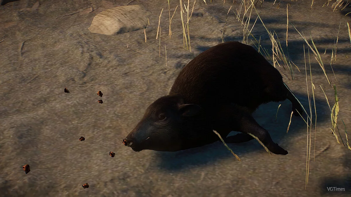 Planet Zoo — Новые виды — карликовая свинья