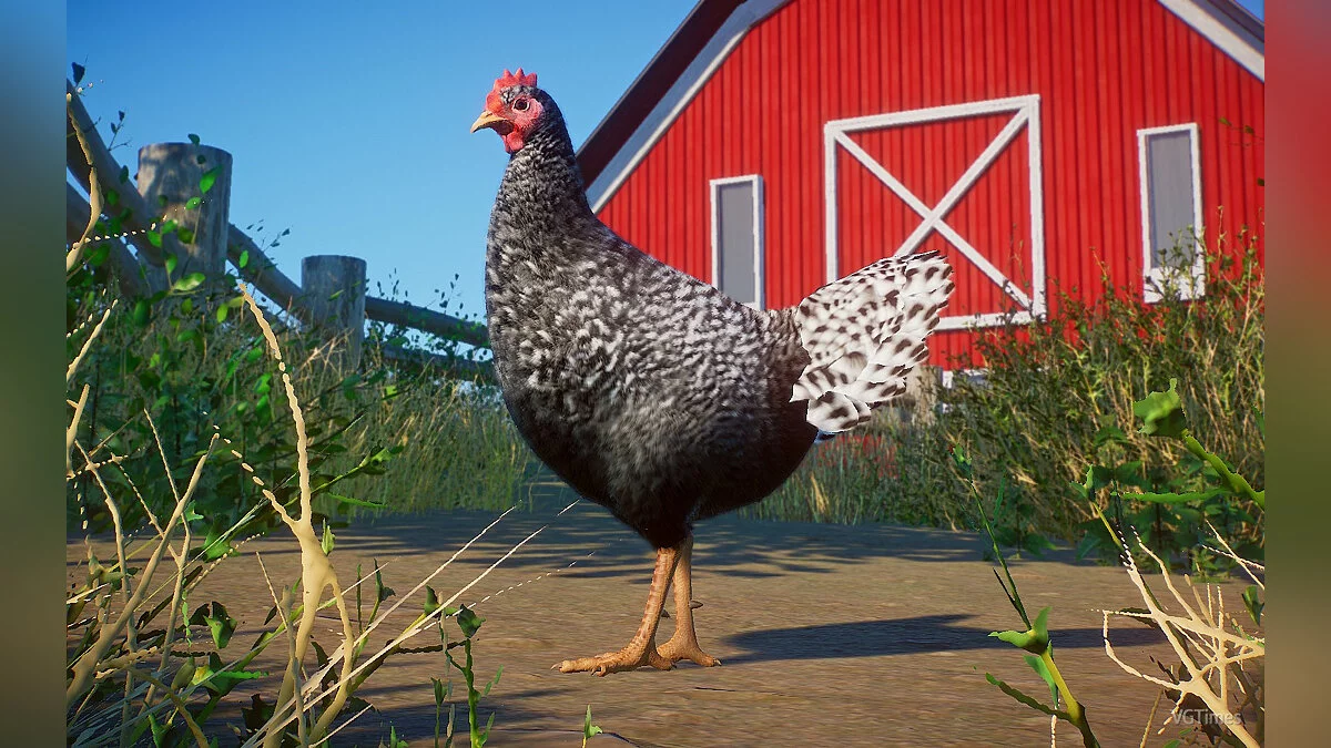 Planet Zoo — Домашняя курица - новые виды