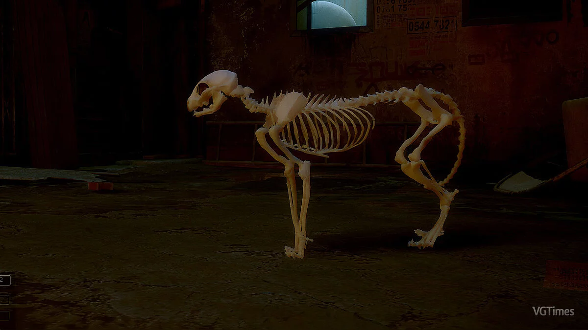 Stray — Кот-скелет (Хэллоуин)