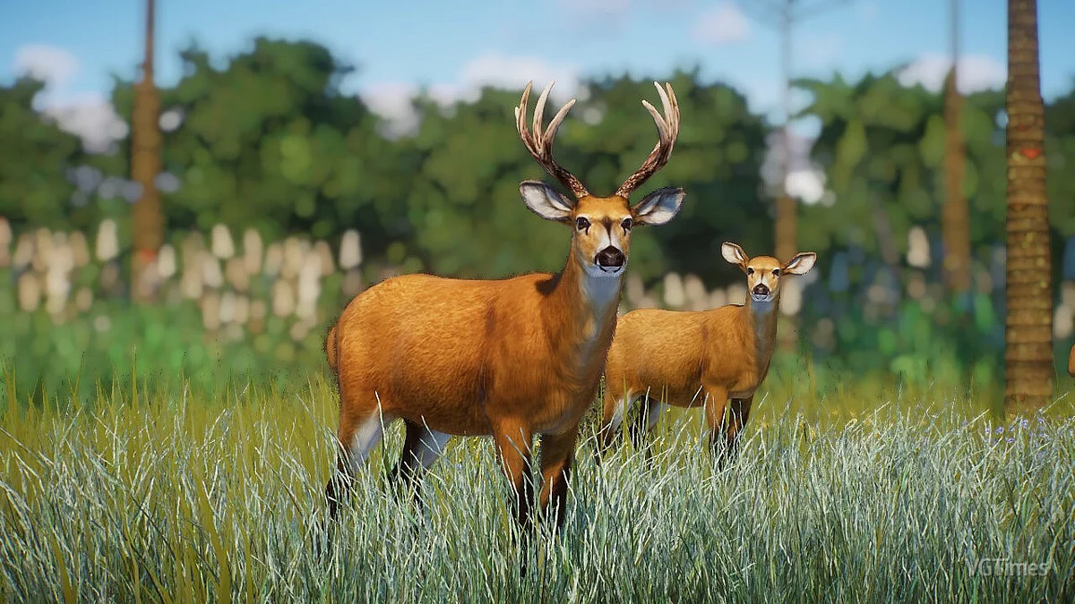 Planet Zoo — Болотный олень — новые виды