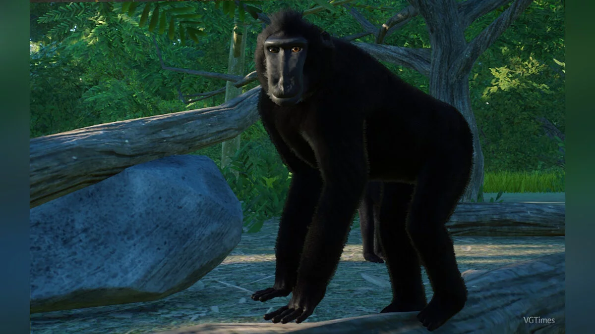 Planet Zoo — Целебесская хохлатая макака