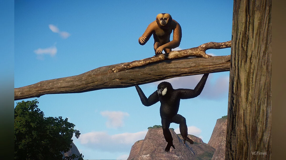 Planet Zoo — Северный белощекий гиббон - новый вид