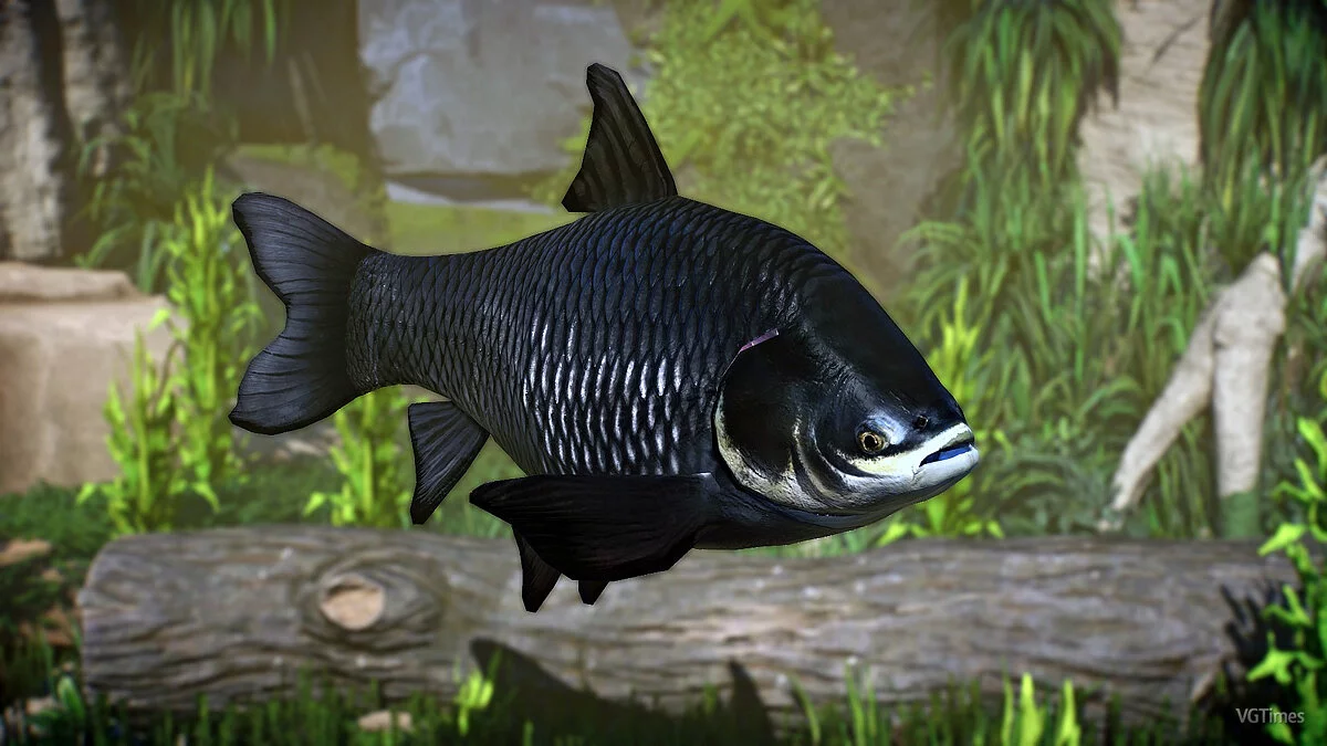 Planet Zoo — Сиамский гигантский карп - новые виды