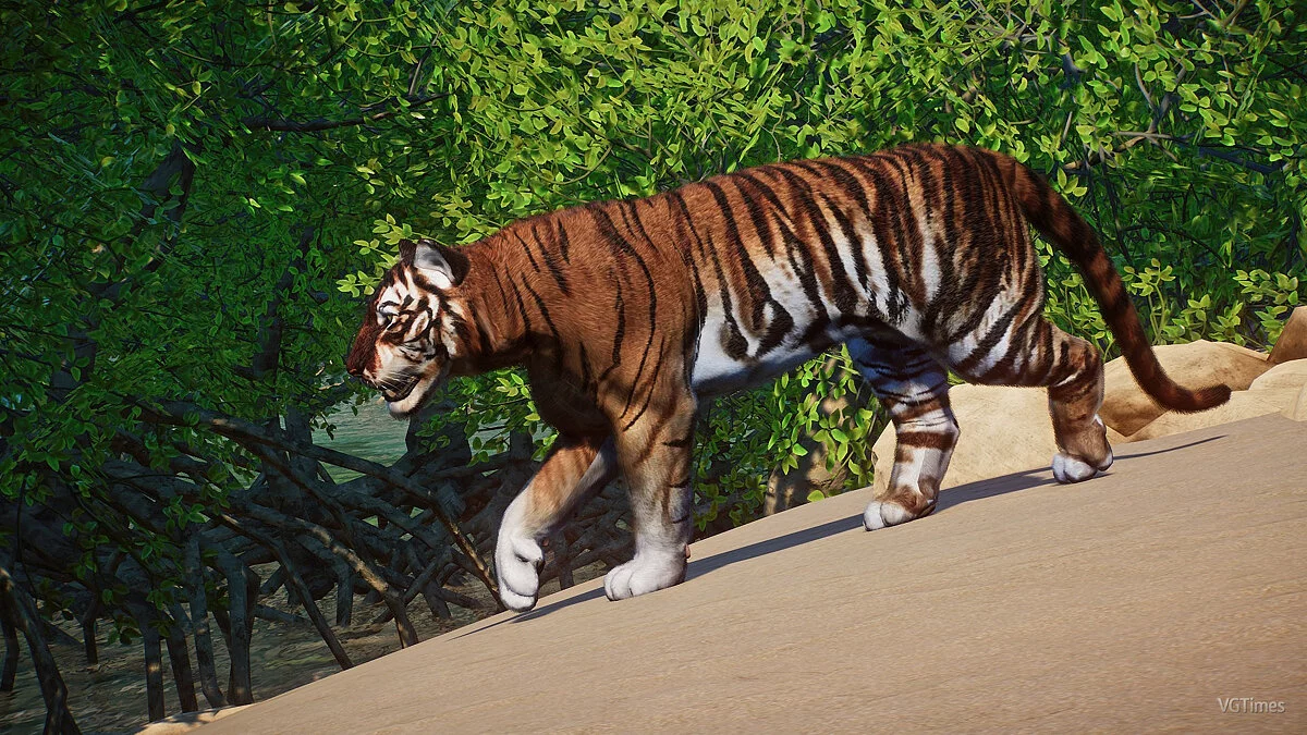 Planet Zoo — Яванский тигр — новые виды