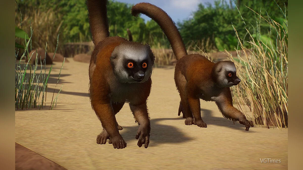 Planet Zoo — Белоголовый лемур - новый вид