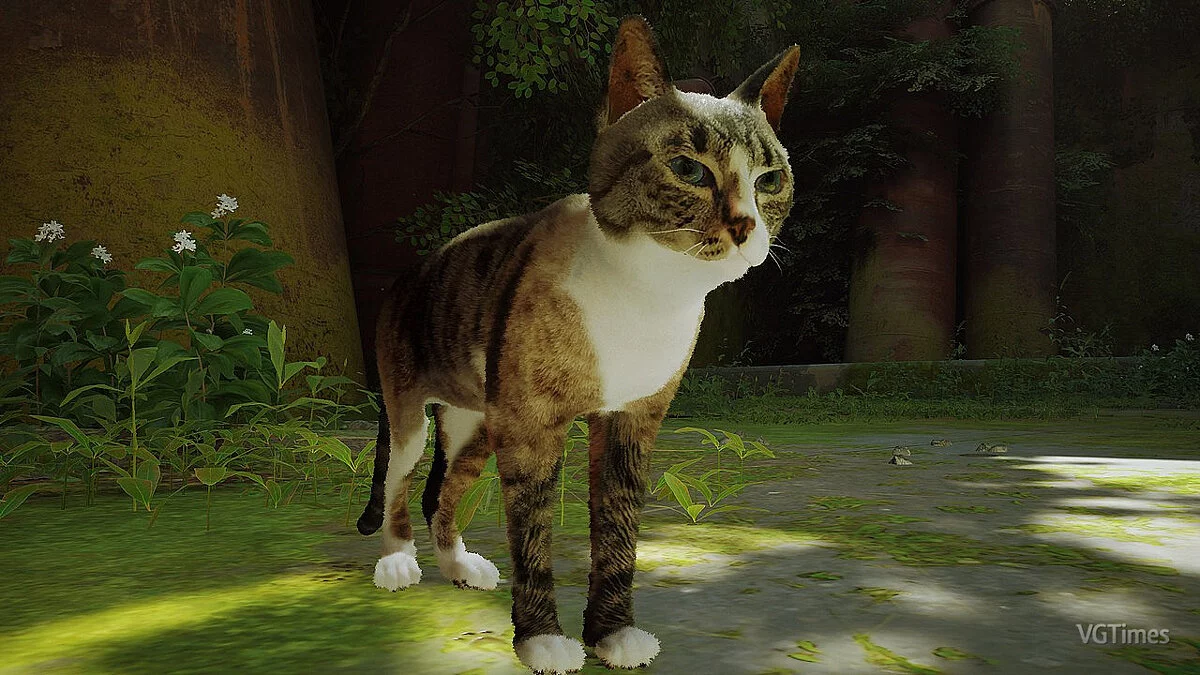 Stray — Белла - сиамская кошка