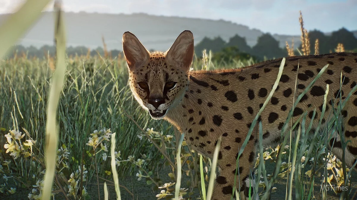 Planet Zoo — Сервал - новый вид