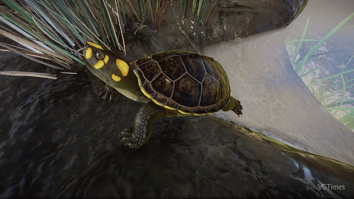 Planet Zoo — Желтая пятнистая речная черепаха Амазонки
