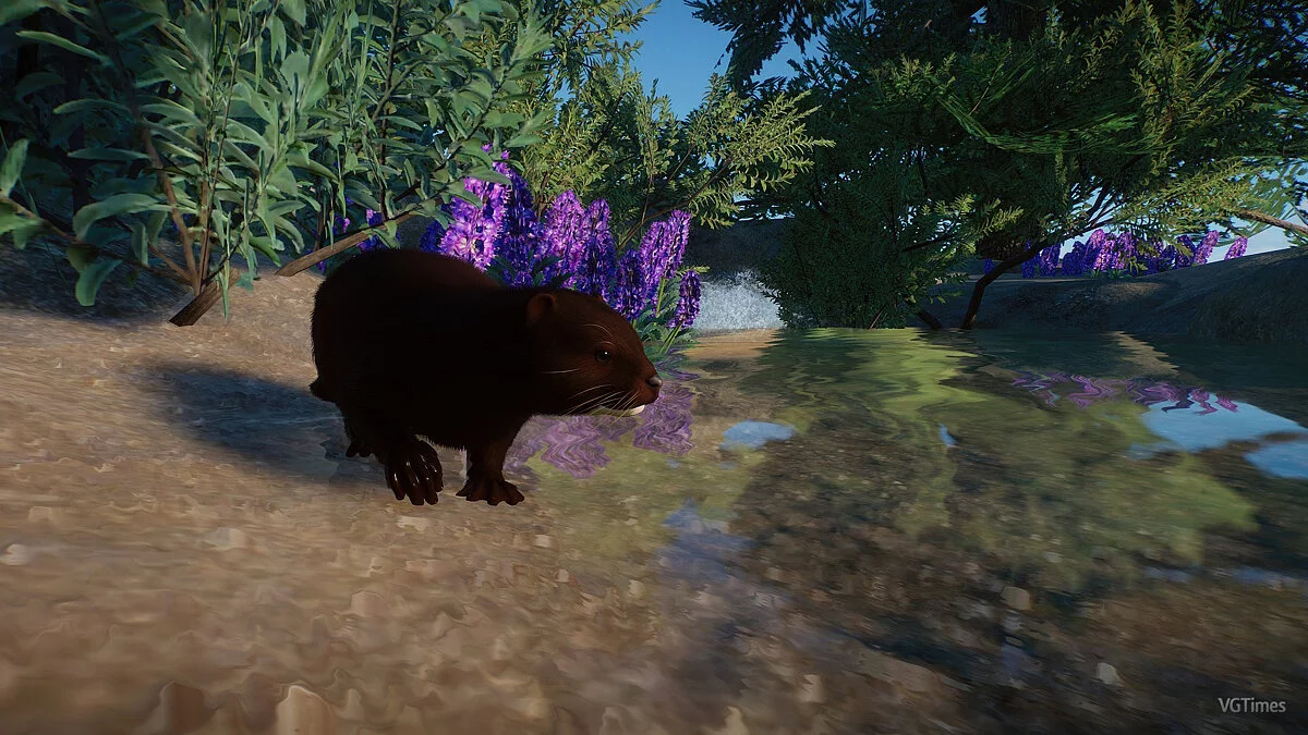 Planet Zoo — Американская норка