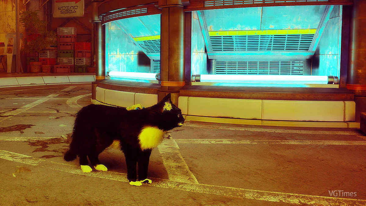 Stray — Скотти