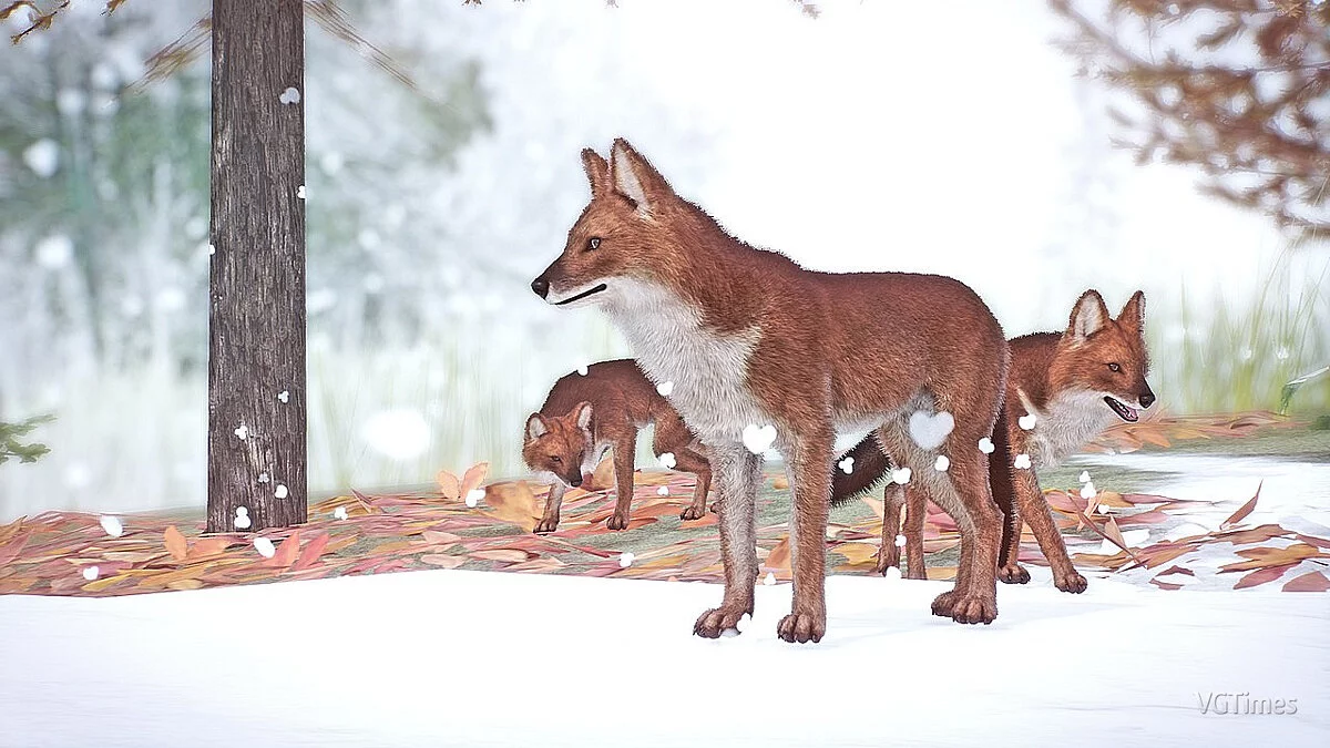 Planet Zoo — Ремастер уссурийского волка