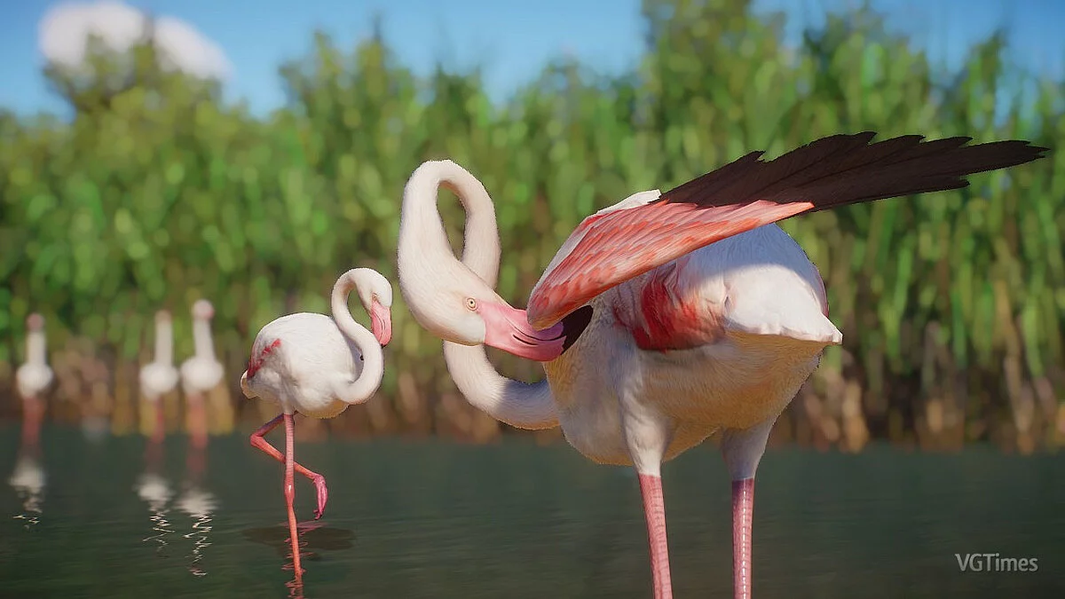 Planet Zoo — Ремастер фламинго