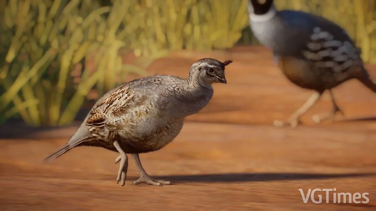 Planet Zoo — Калифорнийский перепел - новый вид