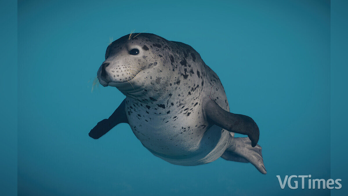 Planet Zoo — Пятнистый тюлень - новый вид