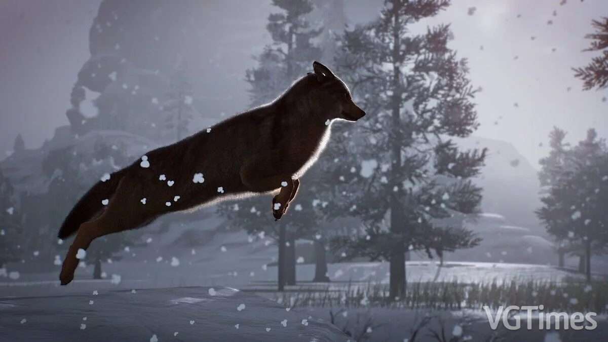 Planet Zoo — Алгонкинский волк - новый вид