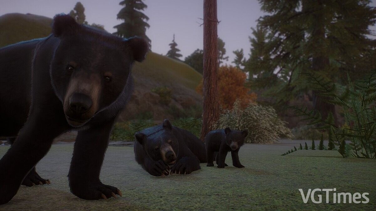 Planet Zoo — Американский черный медведь - новый вид