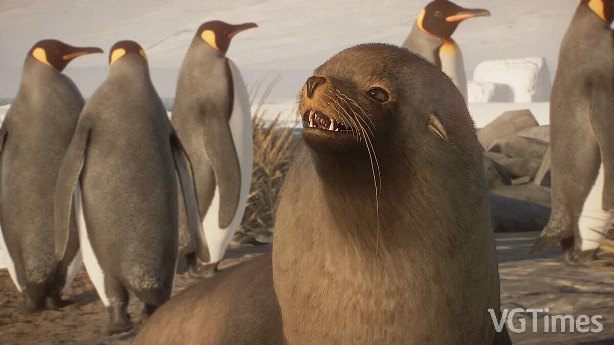 Planet Zoo — Антарктический морской котик — новые виды