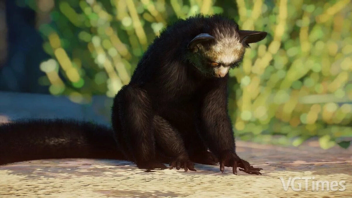 Planet Zoo — Мадагаскарская даубентония